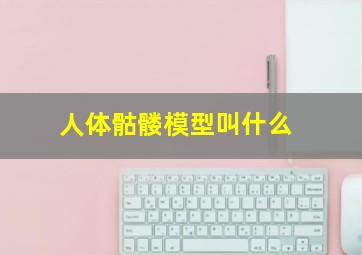 人体骷髅模型叫什么