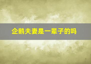 企鹅夫妻是一辈子的吗