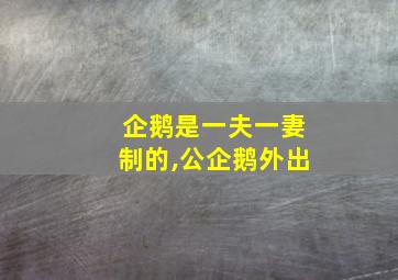 企鹅是一夫一妻制的,公企鹅外出