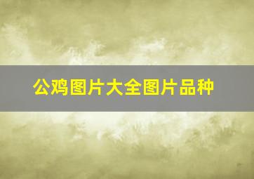 公鸡图片大全图片品种