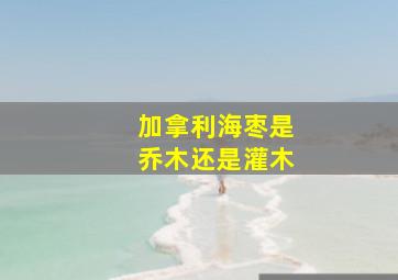 加拿利海枣是乔木还是灌木