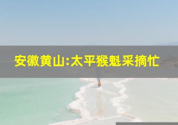 安徽黄山:太平猴魁采摘忙