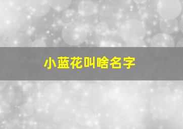 小蓝花叫啥名字