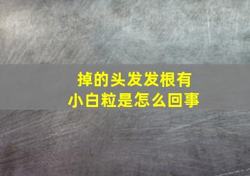 掉的头发发根有小白粒是怎么回事