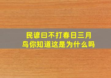 民谚曰不打春日三月鸟你知道这是为什么吗