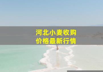 河北小麦收购价格最新行情