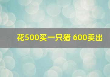 花500买一只猪 600卖出