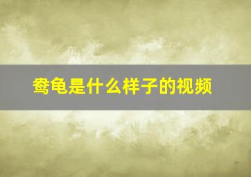 鸯龟是什么样子的视频