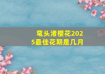 鼋头渚樱花2025最佳花期是几月